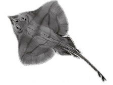 Leucoraja fullonica_01.jpg